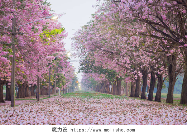 在天空之下的一棵棵樱花树浪漫绽放的粉红小号花树的风景, 它看起来像春天公园里的樱桃树.